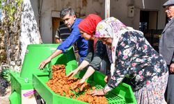 CEVİZLERİ MAKİNE SOYUYOR, ÜRETİCİ KEYFİNİ ÇIKARIYOR