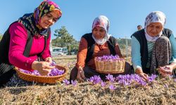 Başkan Özyiğit, “Türkiye’nin en çok safran üreten ilçelerinden biri olabiliriz"