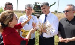 Yerli Yakamoz Buğdayının Hasadını Gerçekleştirildi
