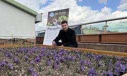 Ülkü Ocakları Genel Merkezi’nin Terasında Safran Hasadı!