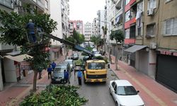 Akdeniz’de Ağaçlara Kış Bakımı