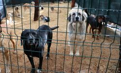 Belediyelere ek bütçe verilmeli