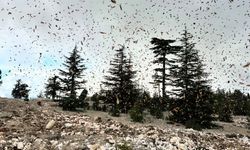 Mersin’de 2025 Yılı Silvikültürel Çalışmalar Başarıyla Tamamlandı