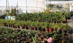 Seralarda Bitki Üretimi Hız Kazandı