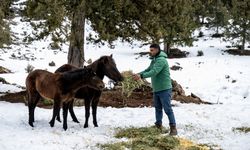 Büyükşehir Ekipleri Toros Dağları’ndaki Yılkı Atlarını Besledi