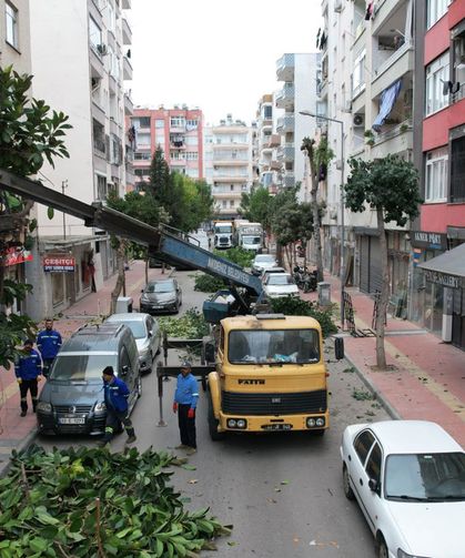 Akdeniz’de Ağaçlara Kış Bakımı