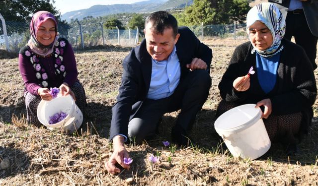 Yenişehir’de safran üretimi üçüncü yılında