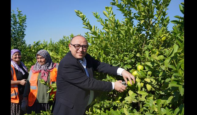 Limon Deposunda Hasat Sezonu Başladı