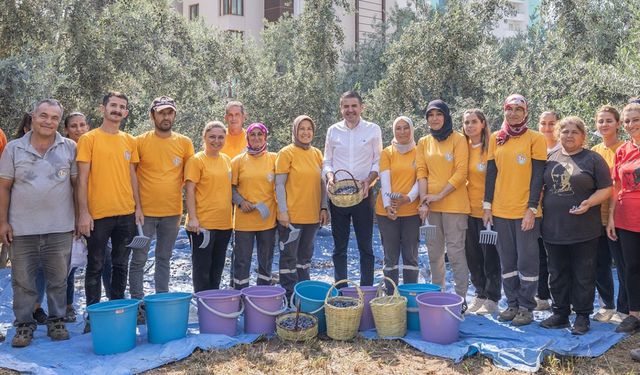 Zeytin Hasadı Sosyal Sorumluluk Oldu