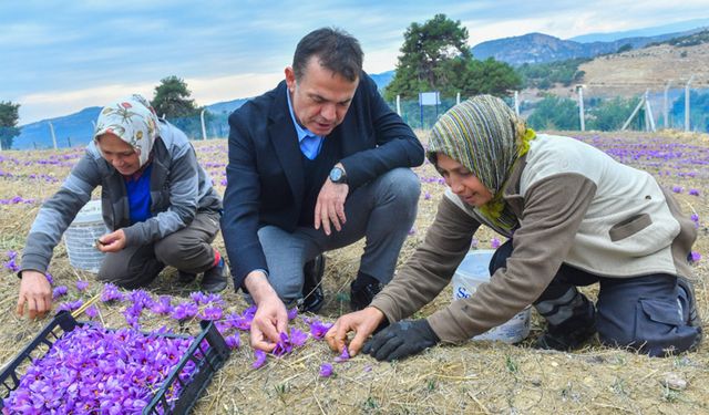 Yenişehir’de safran üreticisi sayısı 22’ye yükseliyor