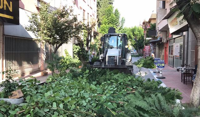 Akdeniz’de Ağaçlara Sonbahar Bakımı