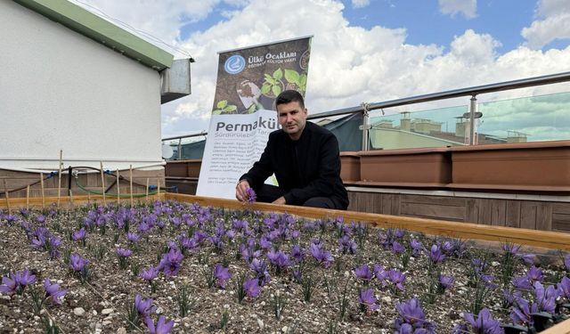 Ülkü Ocakları Genel Merkezi’nin Terasında Safran Hasadı!