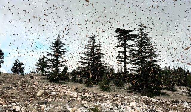 Mersin’de 2025 Yılı Silvikültürel Çalışmalar Başarıyla Tamamlandı