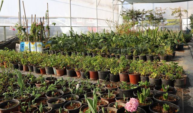 Seralarda Bitki Üretimi Hız Kazandı