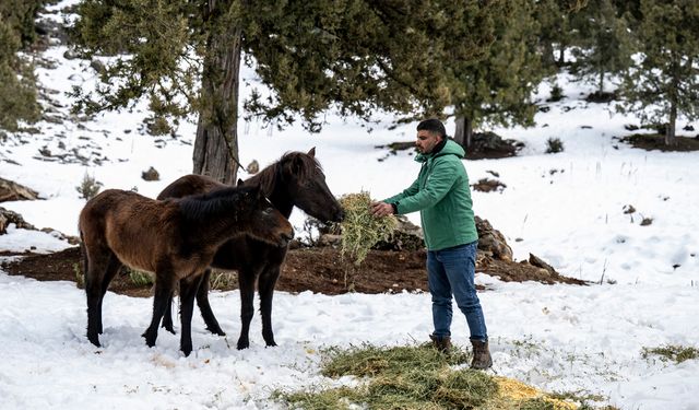 Büyükşehir Ekipleri Toros Dağları’ndaki Yılkı Atlarını Besledi
