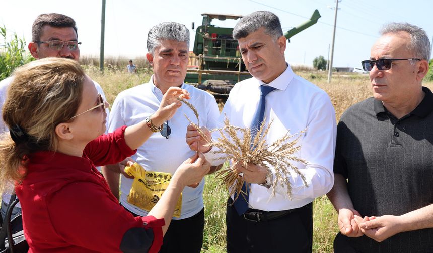 Yerli Yakamoz Buğdayının Hasadını Gerçekleştirildi