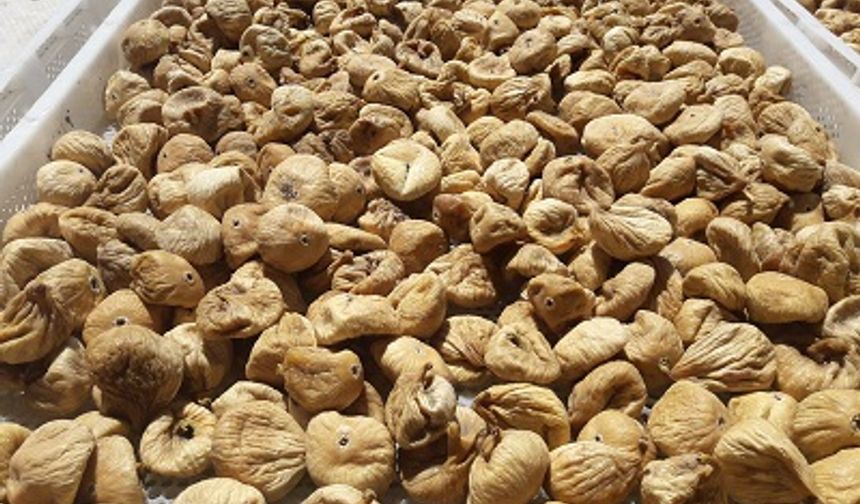 Kuru incirin ihracat yolculuğu 15 Ekim’de başlayacak