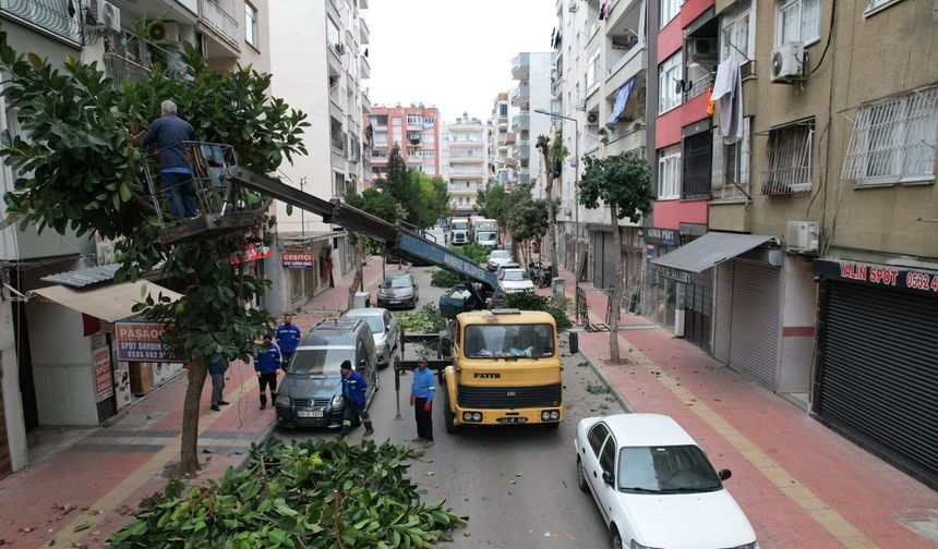 Akdeniz’de Ağaçlara Kış Bakımı
