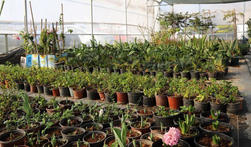 Seralarda Bitki Üretimi Hız Kazandı