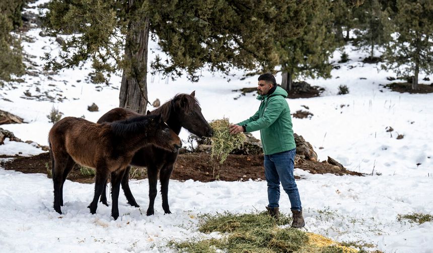 Büyükşehir Ekipleri Toros Dağları’ndaki Yılkı Atlarını Besledi