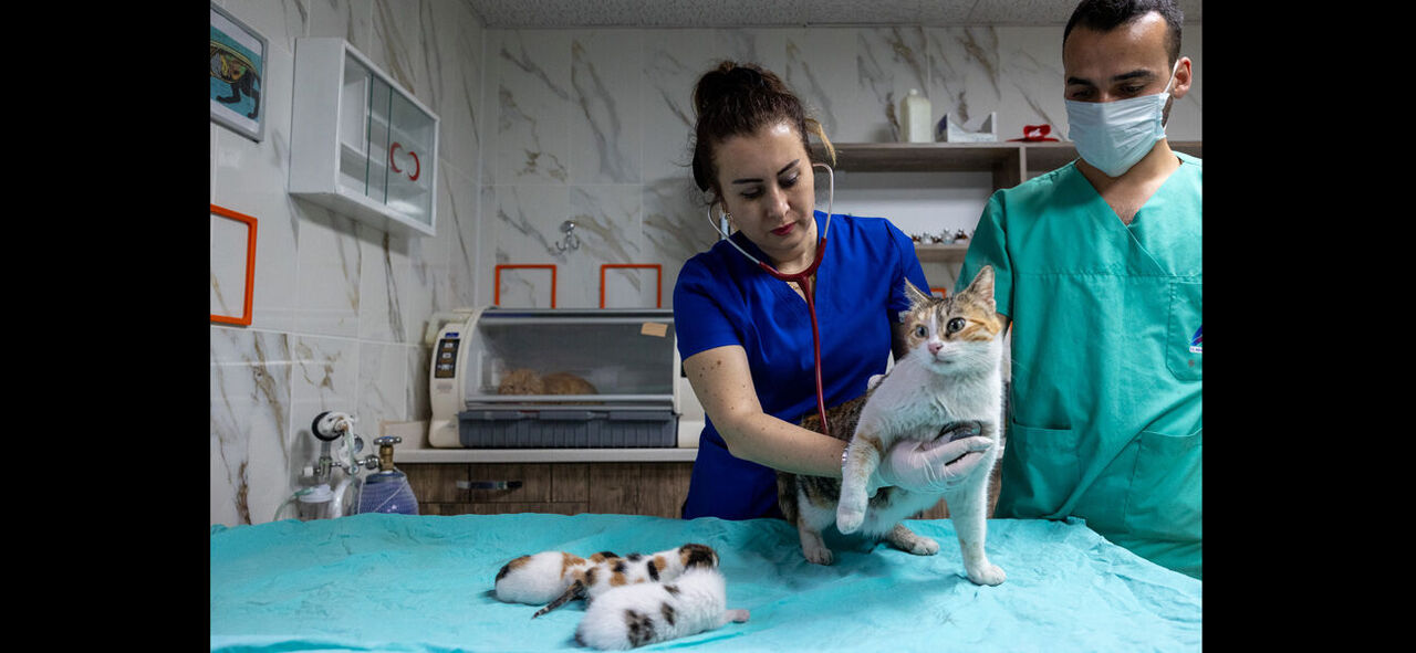 Anne Kedi ve Yavruları Korumaya Alındı