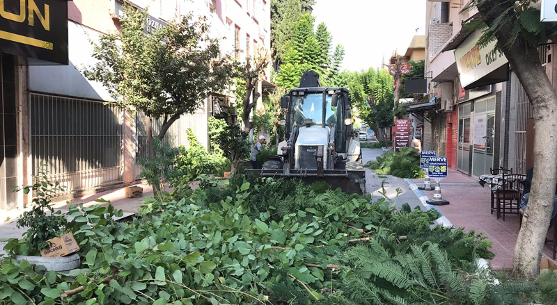 Akdeniz’de Ağaçlara Sonbahar Bakımı