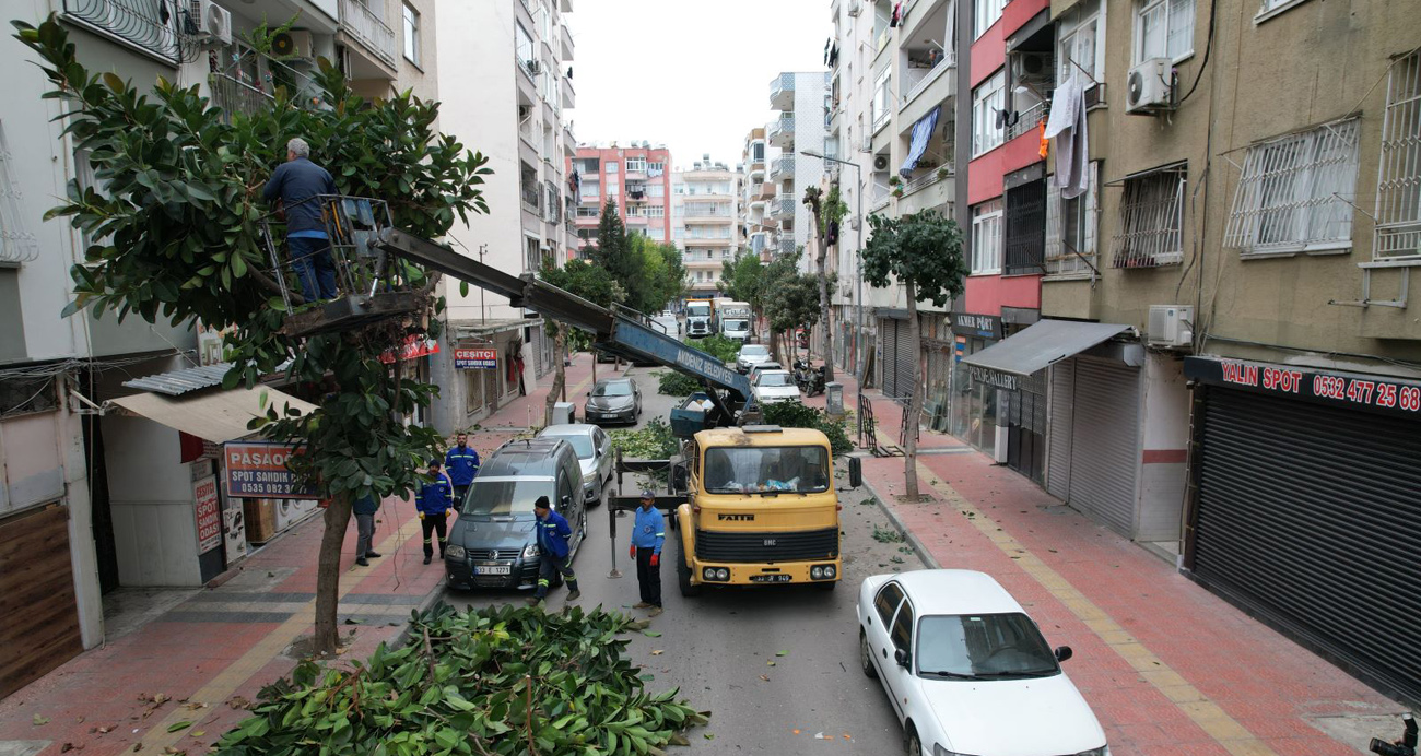 Akdeniz’de Ağaçlara Kış Bakımı