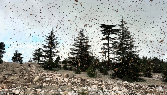 Mersin’de 2025 Yılı Silvikültürel Çalışmalar Başarıyla Tamamlandı