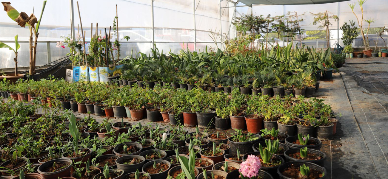 Seralarda Bitki Üretimi Hız Kazandı