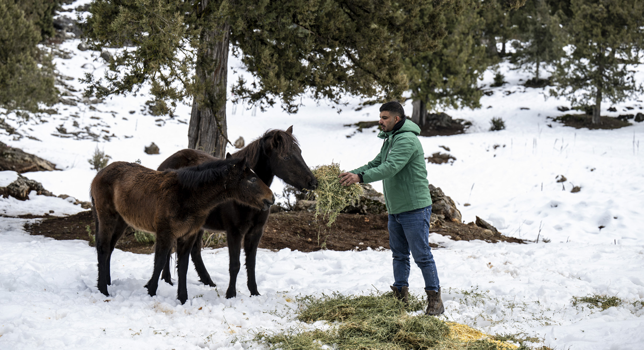 Büyükşehir Ekipleri Toros Dağları’ndaki Yılkı Atlarını Besledi